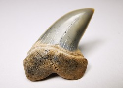 dent de requin: Cosmopolitodus planus - Miocène - Bakersfield, Californie - USA