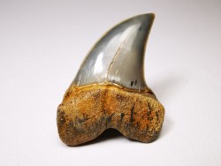 shark tooth: Cosmopolitodus planus - Miocene -  Bakersfield, California - USA