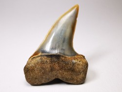 dent de requin: Cosmopolitodus planus - Miocène - Bakersfield, Californie - USA