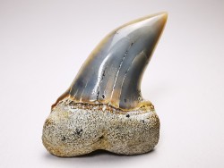 shark tooth: Cosmopolitodus planus - Miocene -  Bakersfield, California - USA