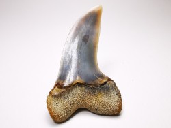 shark tooth: Cosmopolitodus planus - Miocene -  Bakersfield, California - USA