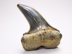 shark tooth: Cosmopolitodus planus - Miocene -  Bakersfield, California - USA