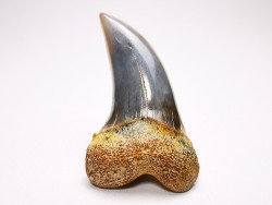 shark tooth: Cosmopolitodus planus - Miocene -  Bakersfield, California - USA