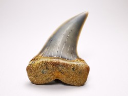 shark tooth: Cosmopolitodus planus - Miocene -  Bakersfield, California - USA