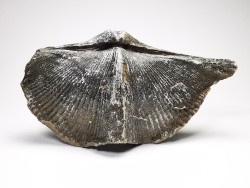 Cyrtospirifer grabaui - Late Devonian - Barvaux - Belgium