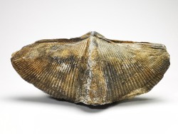 Cyrtospirifer grabaui - Late Devonian - Barvaux - Belgium