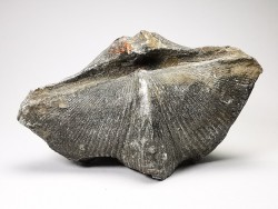 Cyrtospirifer grabaui - Late Devonian - Barvaux - Belgium