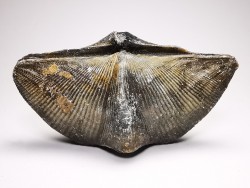 Cyrtospirifer grabaui - Late Devonian - Barvaux - Belgium