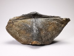 Cyrtospirifer grabaui - Late Devonian - Barvaux - Belgium