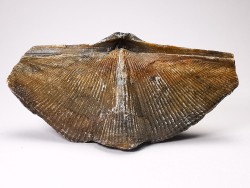 Cyrtospirifer grabaui - Late Devonian - Barvaux - Belgium