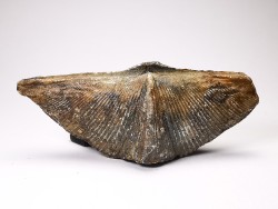 Cyrtospirifer grabaui - Late Devonian - Barvaux - Belgium