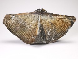 Cyrtospirifer grabaui - Late Devonian - Barvaux - Belgium