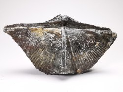 Cyrtospirifer grabaui - Late Devonian - Barvaux - Belgium