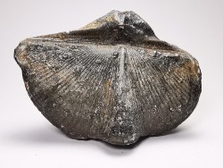 Cyrtospirifer verneuilli - Late Devonian - Barvaux - Belgium