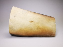 Mammoth ivory - Alaska, USA