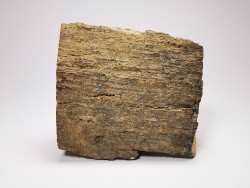 Mammoth ivory - Alaska, USA