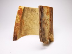 Mammoth ivory - Alaska, USA