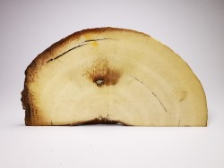 Mammoth ivory - Alaska, USA