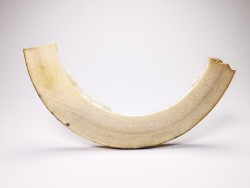 Mammoth ivory - Alaska, USA