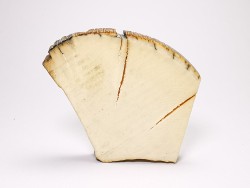 Mammoth ivory - Alaska, USA