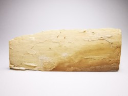 Mammoth ivory - Alaska, USA