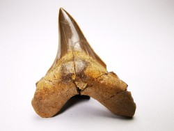 dent de requin Cretoxyrhina mantelli - Cénomanien (Texas)