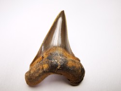 dent de requin Cretoxyrhina mantelli - Cénomanien (Texas)