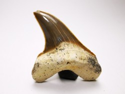 dent de requin Cretoxyrhina mantelli - Cénomanien (Texas)