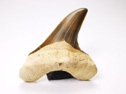 dent de requin Cretoxyrhina mantelli - Cénomanien (Texas)