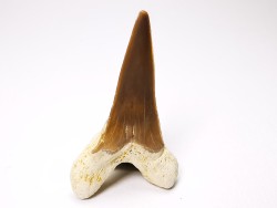 dent de requin Cretoxyrhina mantelli - Cénomanien (Texas)