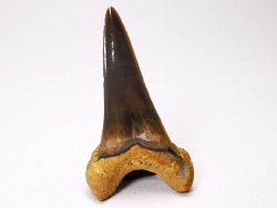 shark tooth Cretoxyrhina mantelli - Cenomanian (Texas)