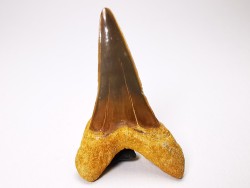shark tooth Cretoxyrhina mantelli - Cenomanian (Texas)