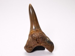 dent de requin Cretoxyrhina mantelli - Cénomanien (Texas)