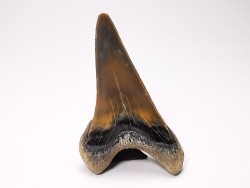 dent de requin Cretoxyrhina mantelli - Cénomanien (Texas)