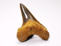 dent de requin Cretoxyrhina mantelli - Cénomanien (Texas)