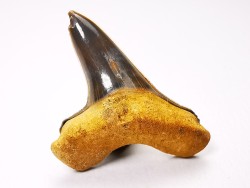 shark tooth Cretoxyrhina mantelli - Cenomanian (Texas)