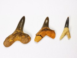 shark tooth set Cretoxyrhina mantelli - Cenomanian (Texas)