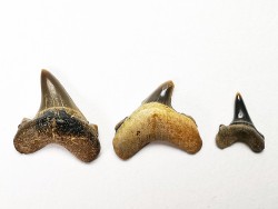 shark tooth set Cretoxyrhina mantelli - Cenomanian (Texas)