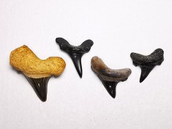shark tooth set Cretoxyrhina mantelli - Cenomanian (Texas)