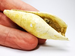 Semiterebellum marceauxi - Thanetian - Cauroy-lès-Hermonville - FRANCE