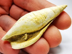 Semiterebellum marceauxi - Thanetian - Cauroy-lès-Hermonville - FRANCE