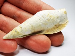 Semiterebellum marceauxi - Thanetian - Cauroy-lès-Hermonville - FRANCE