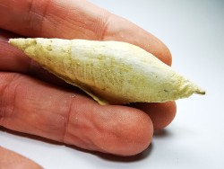 Semiterebellum marceauxi - Thanetian - Cauroy-lès-Hermonville - FRANCE