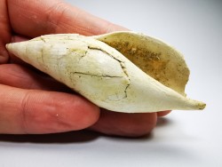 Semiterebellum marceauxi - Thanetian - Cauroy-lès-Hermonville - FRANCE