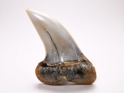 shark tooth: Cosmopolitodus planus - Miocene -  Bakersfield, California - USA