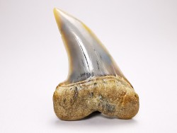 dent de requin: Cosmopolitodus planus - Miocène - Bakersfield, Californie - USA