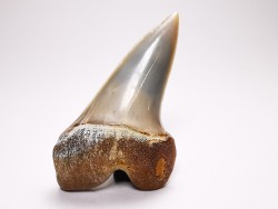shark tooth: Cosmopolitodus planus - Miocene -  Bakersfield, California - USA