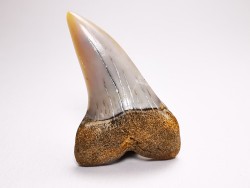 shark tooth: Cosmopolitodus planus - Miocene -  Bakersfield, California - USA