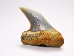 shark tooth: Cosmopolitodus planus - Miocene -  Bakersfield, California - USA