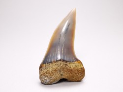 shark tooth: Cosmopolitodus planus - Miocene -  Bakersfield, California - USA